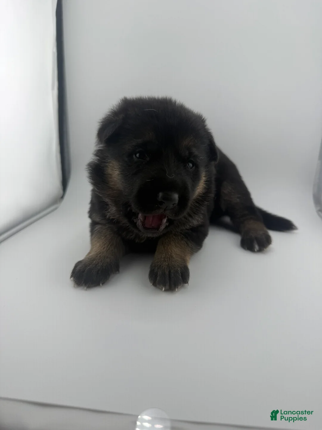 German Shepherd dogs for sale: Dixie - Ad 1