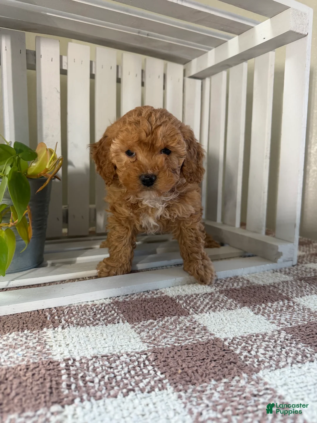 Cavapoo dogs for sale: Oscar - Ad 2