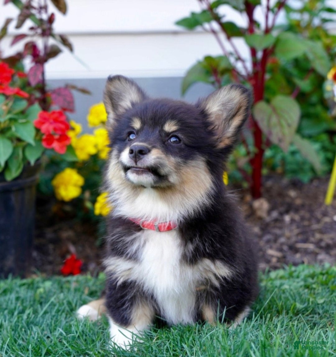 Welsh Corgi Pembroke dogs for sale: Randy 🌟 ADOPTION SPECIAL - Ad 13