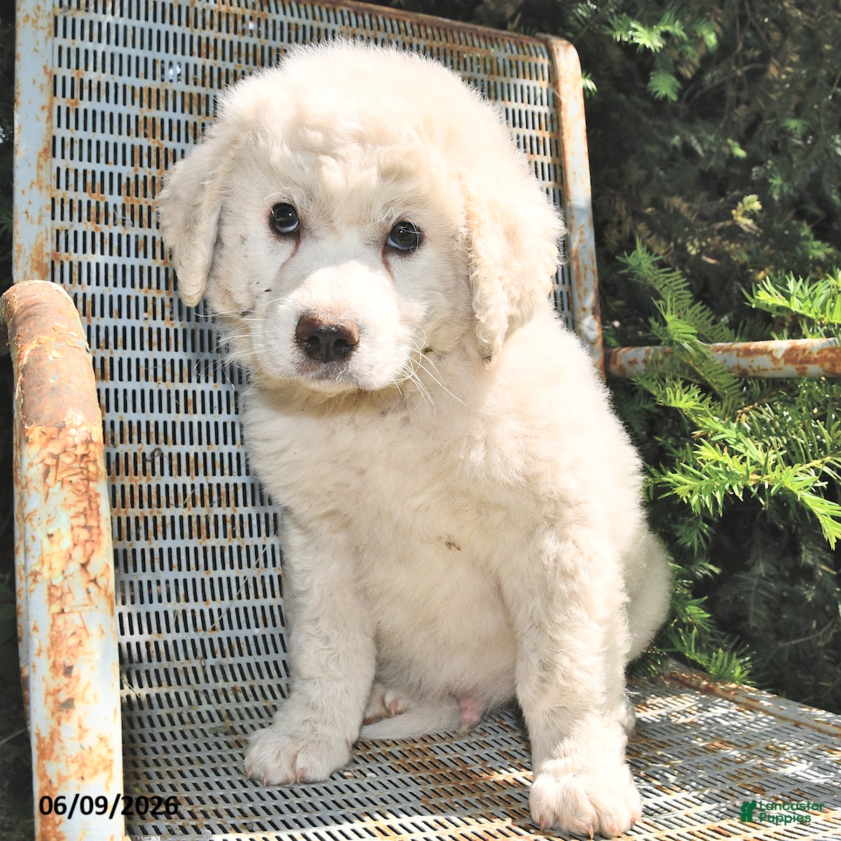 Great Pyrenees dogs Aspen - Ad 2