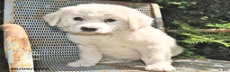 Great Pyrenees dogs for sale: Aspen - Ad 2