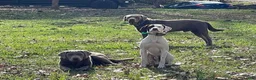 Labrador Retriever dogs for sale: Bernard - Ad 3