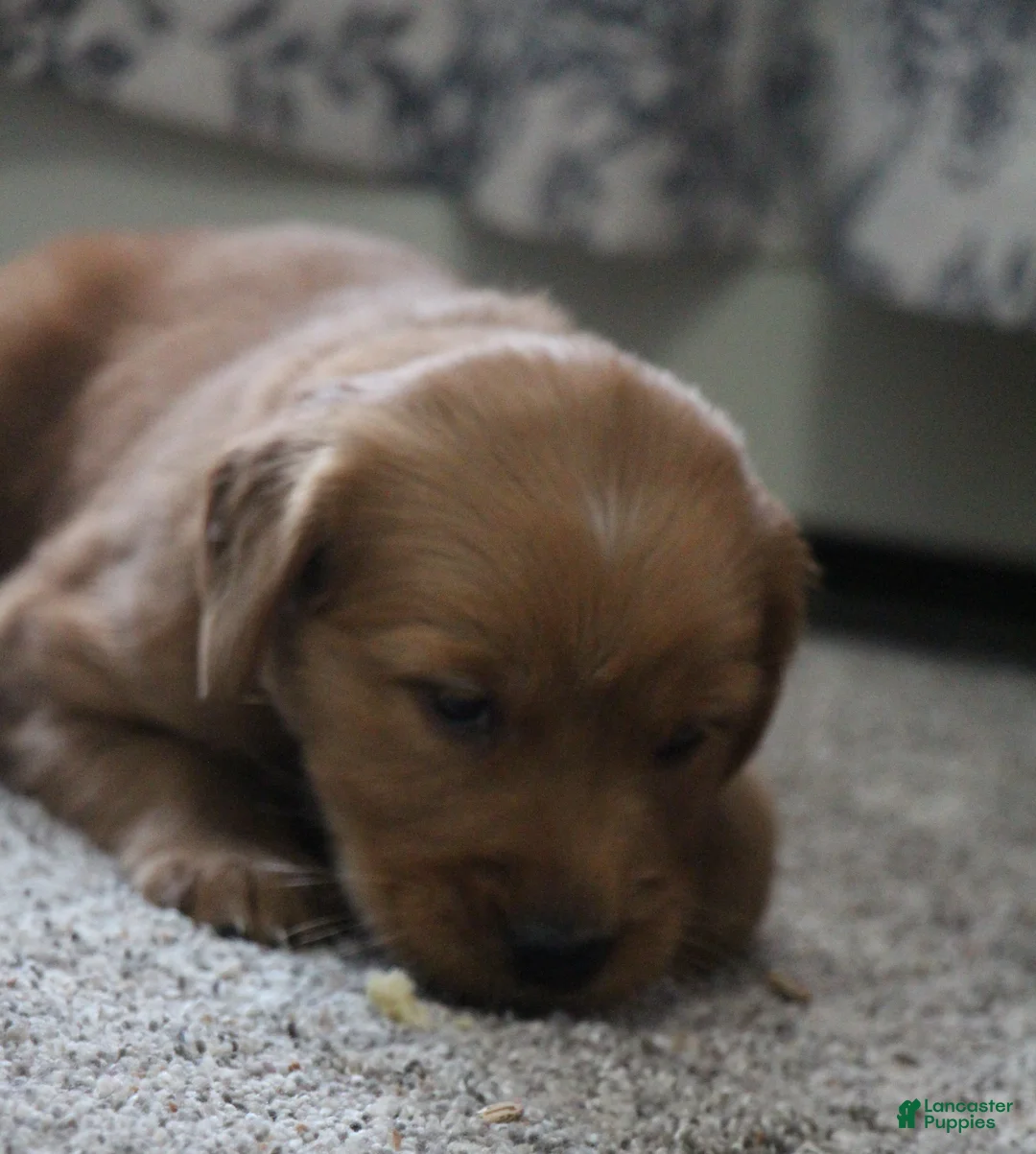 Golden Retriever dogs for sale: North - Ad 5