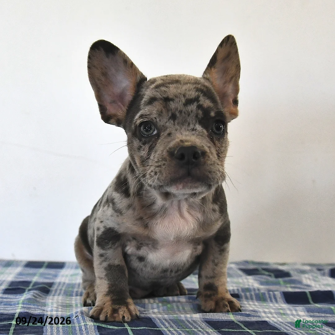 Mixed Breed dogs for sale: Louie - Ad 2