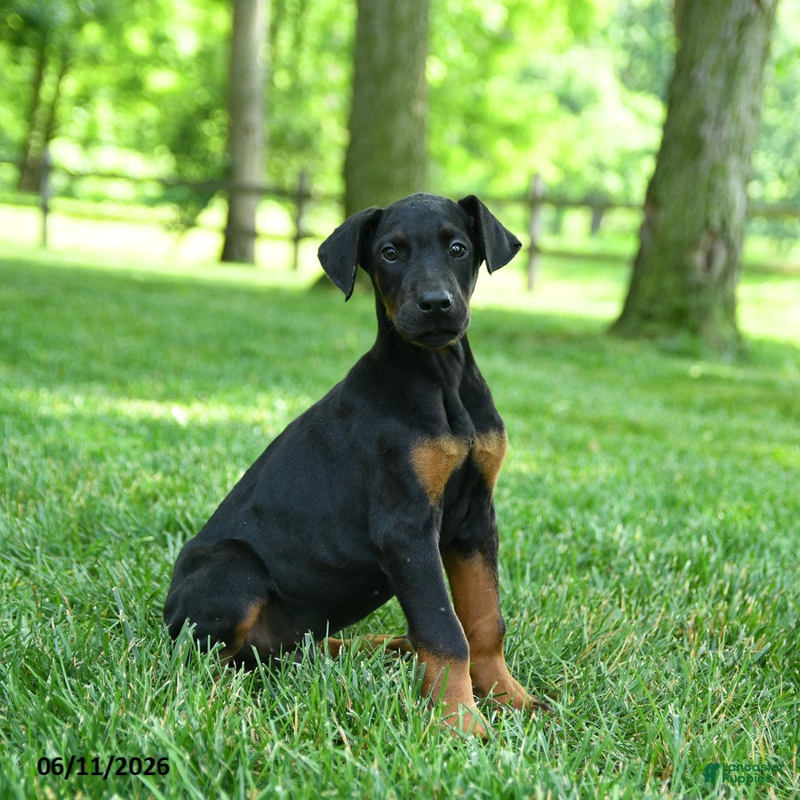 Doberman Pinscher dogs Leopard - Ad 1
