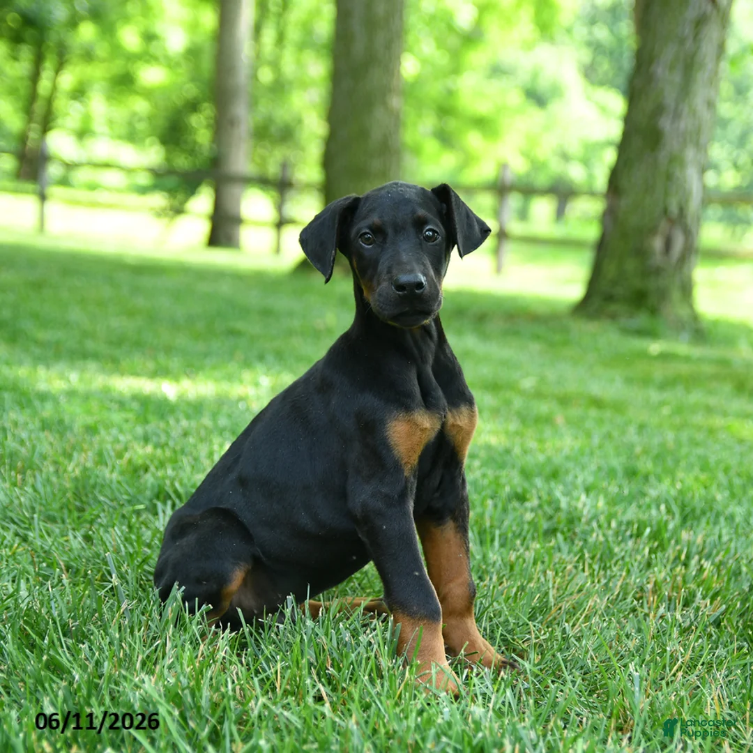 Doberman Pinscher dogs for sale: Leopard - Ad 1