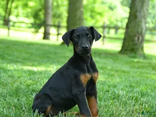 Doberman Pinscher dogs for sale: Leopard - Ad 3