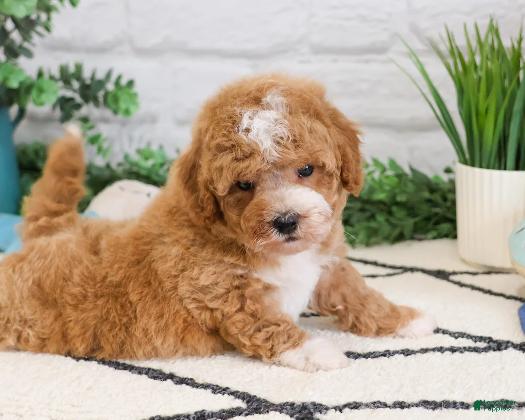 Cavapoo dogs for sale: Macchiato  - Ad 2