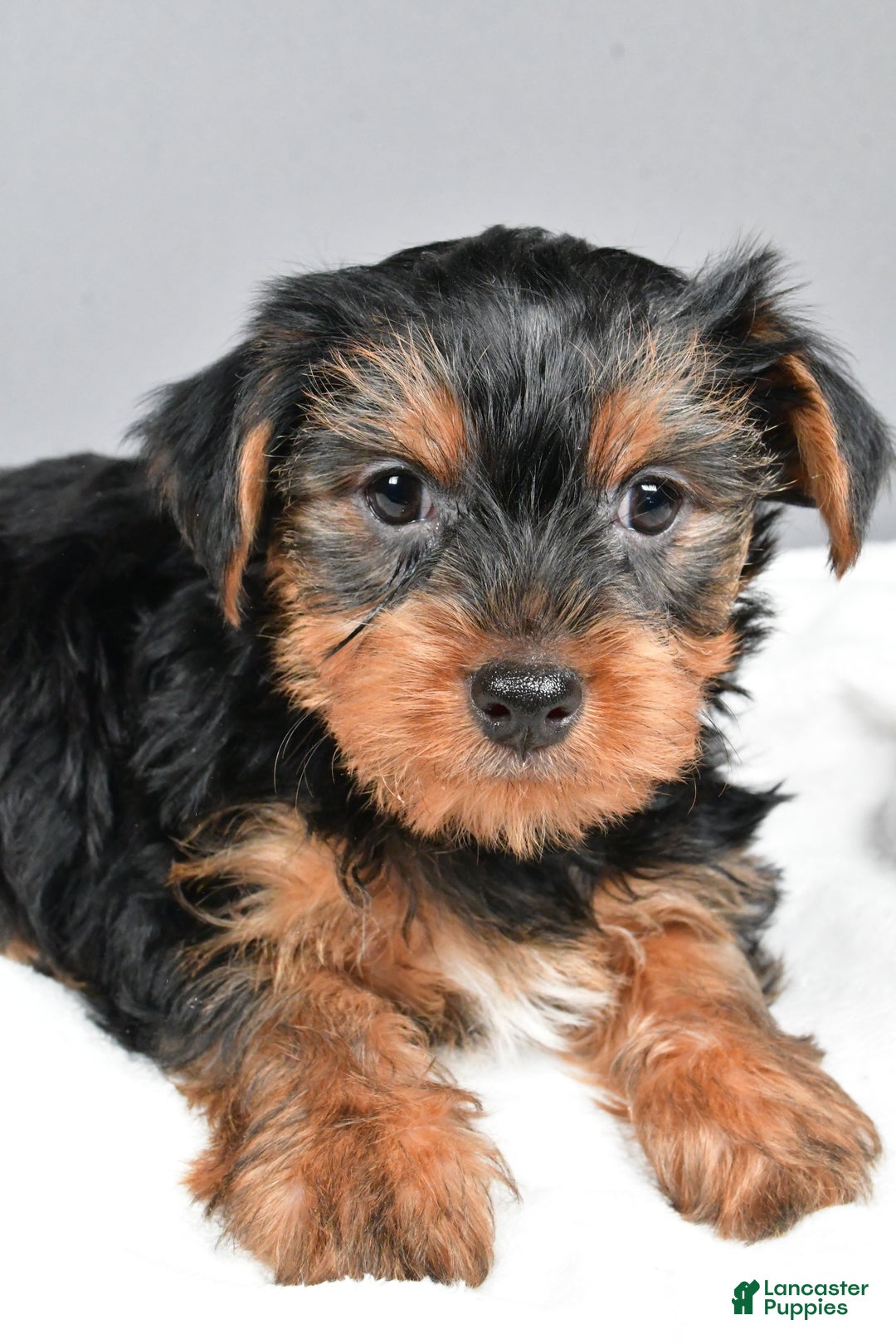 Yorkshire Terrier dogs for sale: Marcey - Ad 5