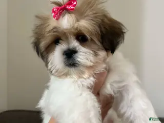 Shih Tzu dogs Jennifer - Ad 21