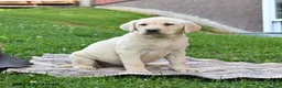 Labrador Retriever dogs for sale: Glory - Ad 4