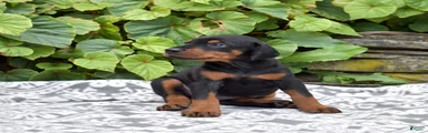 Echo