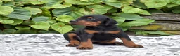 Doberman Pinscher dogs for sale: Echo - Ad 1