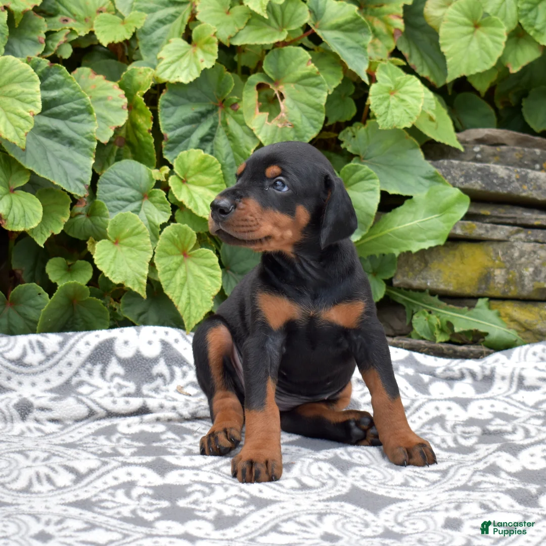 Doberman Pinscher dogs for sale: Echo - Ad 1