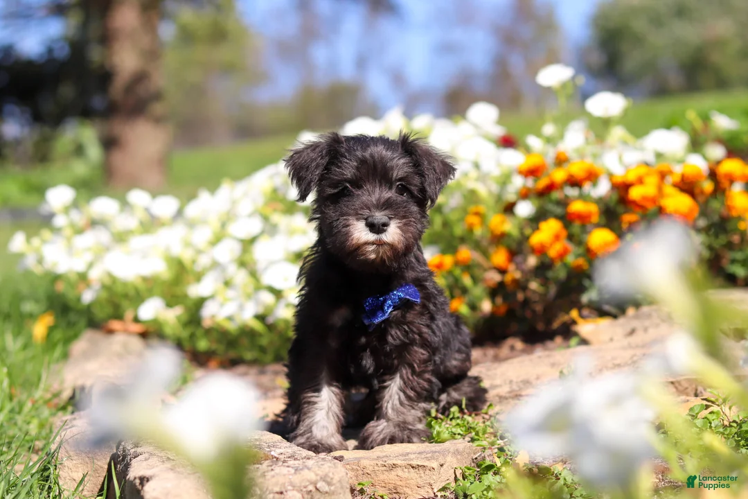Miniature Schnauzer dogs for sale: Mason - Ad 1