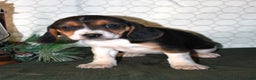 Beagle dogs for sale: Maddie - Ad 1