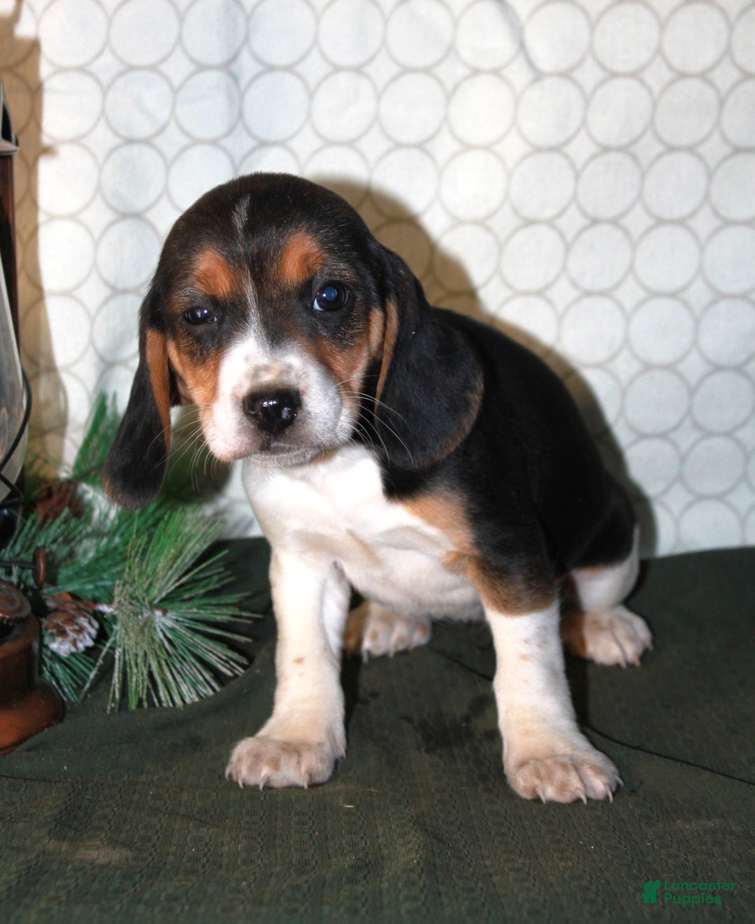 Beagle dogs for sale: Maddie - Ad 1