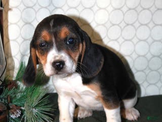 Beagle dogs Maddie - Ad 9