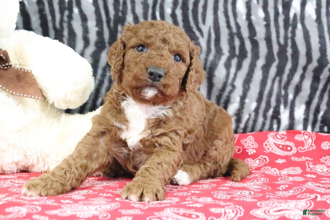 Mini Goldendoodle dogs Maggie - Ad 2