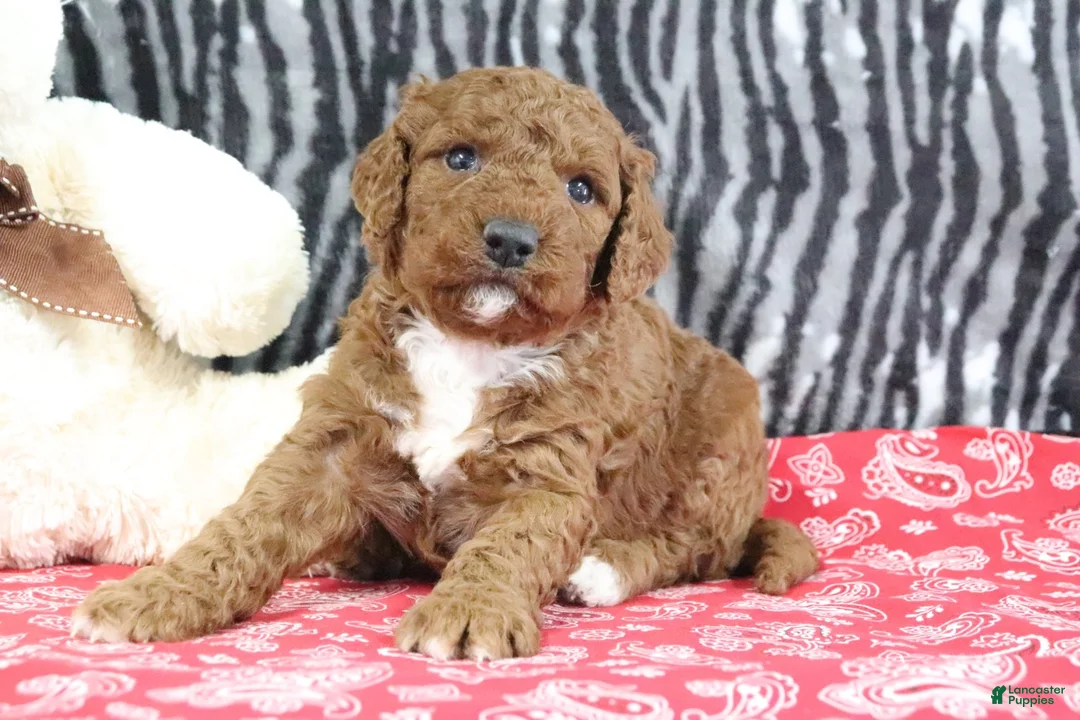 Mini Goldendoodle dogs for sale: Maggie - Ad 2