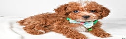 Toy Poodle dogs for sale: Eclare - Ad 2