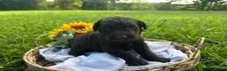 Goldendoodle dogs for sale: Goldendoodle 5 - Ad 4