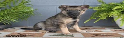 Mixed Breed dogs for sale: Wilbur - Ad 3