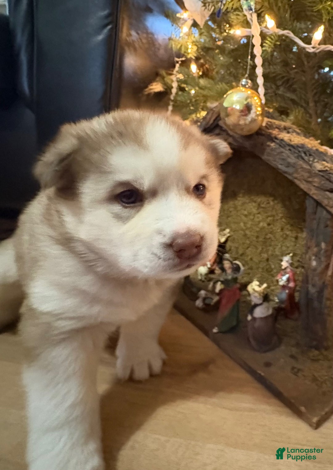 Mixed Breed dogs for sale: Rosie - Ad 1