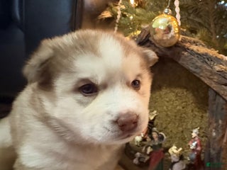 Mixed Breed dogs Rosie - Ad 4