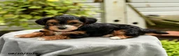 Yorkiepoo dogs for sale: Portia - Ad 3