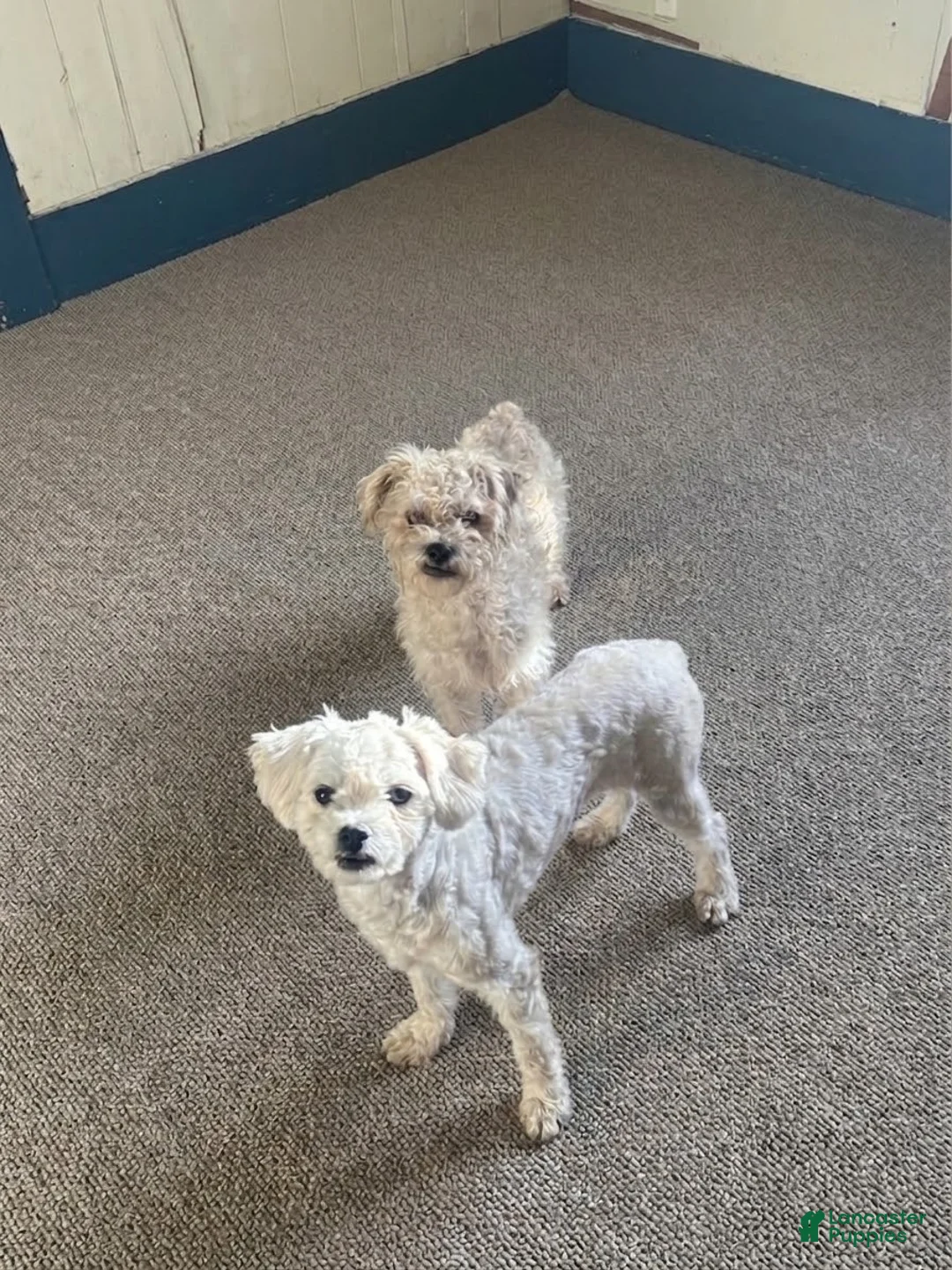 Toy Poodle dogs for sale: Toy Poodle 1 - Ad 2