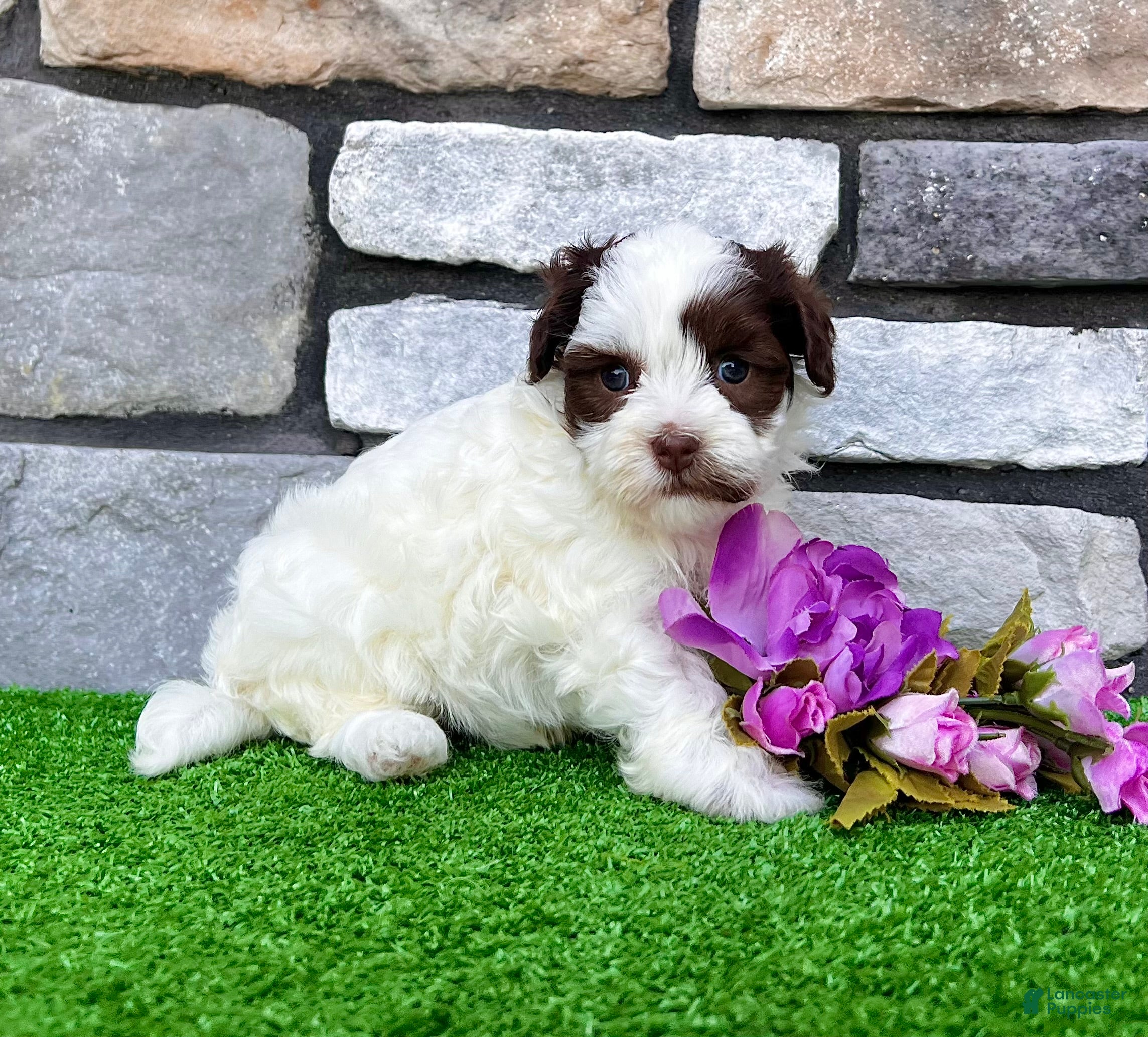 Havapoo dogs Trixie - Ad 2