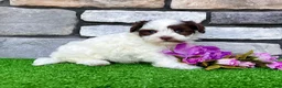 Havapoo dogs for sale: Trixie - Ad 2