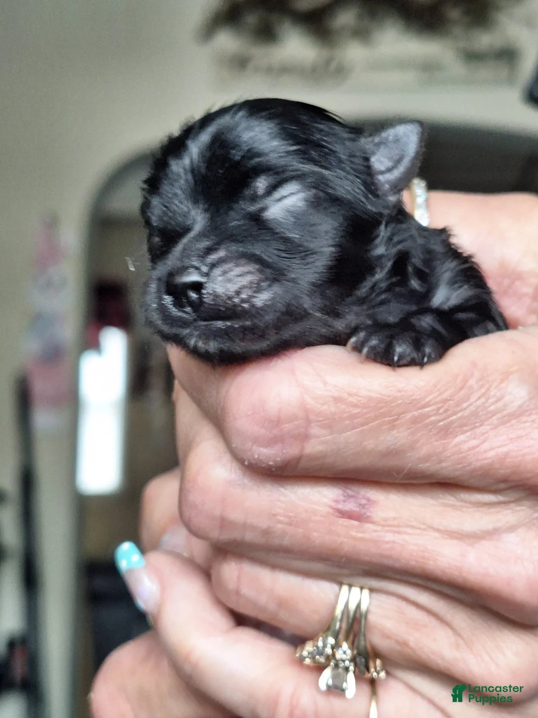 Pomeranian dogs for sale: Jax - solid black - Ad 2