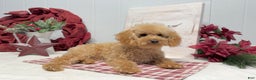 Toy Poodle dogs for sale: Eduardo - Ad 2
