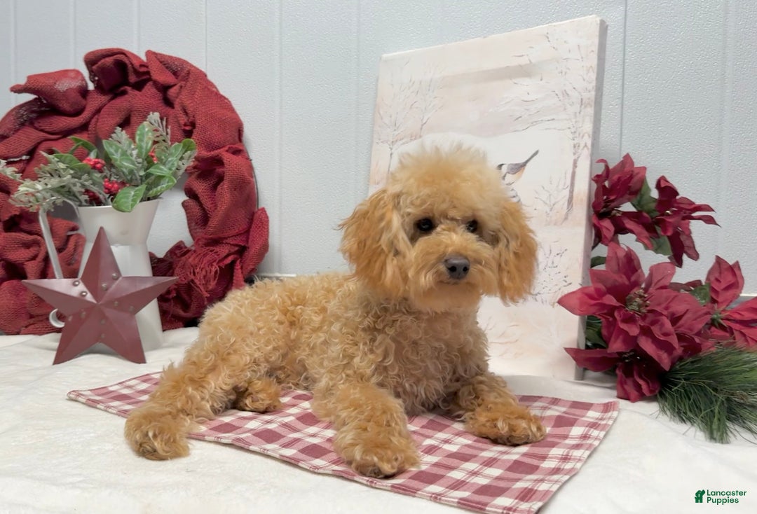 Toy Poodle dogs for sale: Eduardo - Ad 2
