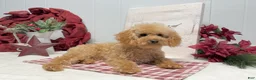 Toy Poodle dogs for sale: Eduardo - Ad 2