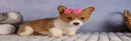 Welsh Corgi Pembroke dogs for sale: Bella🌸 - Ad 5