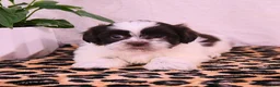 Shih Tzu dogs for sale: Stanley - Ad 3
