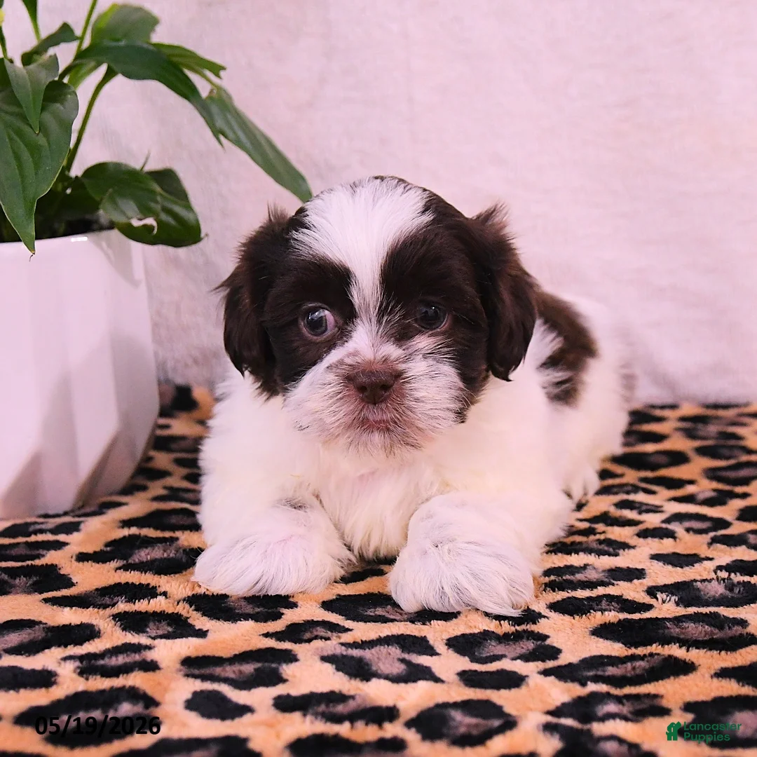 Shih Tzu dogs for sale: Stanley - Ad 3