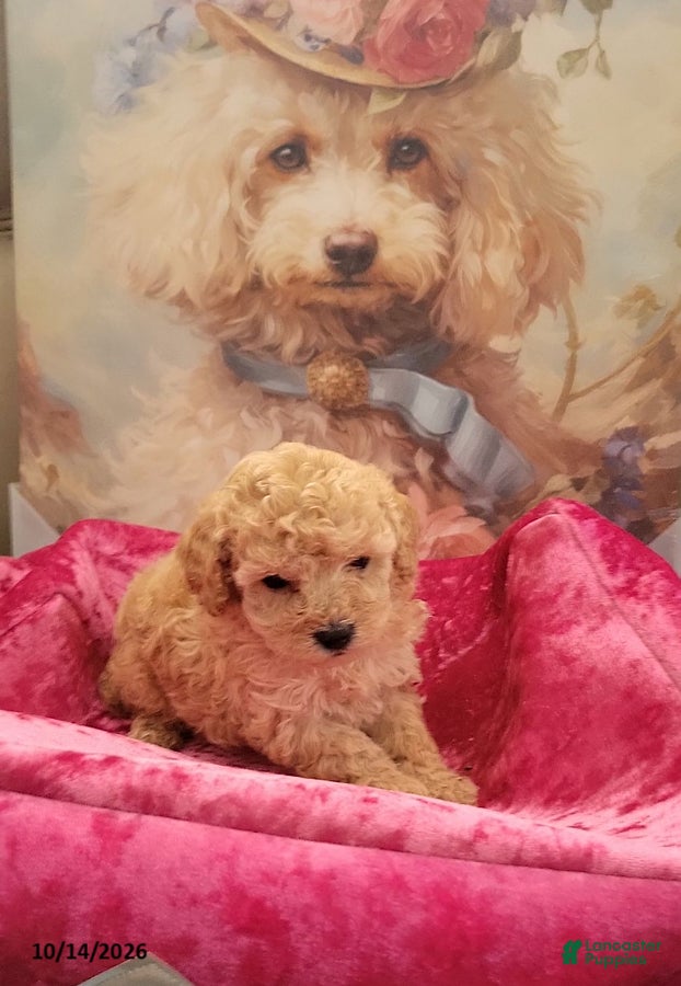 Toy Poodle dogs Honey Boo - Ad 2
