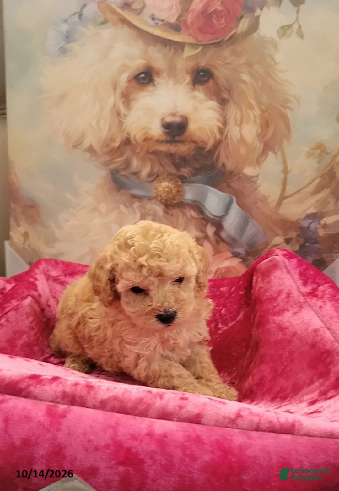 Toy Poodle dogs for sale: Honey Boo - Ad 2