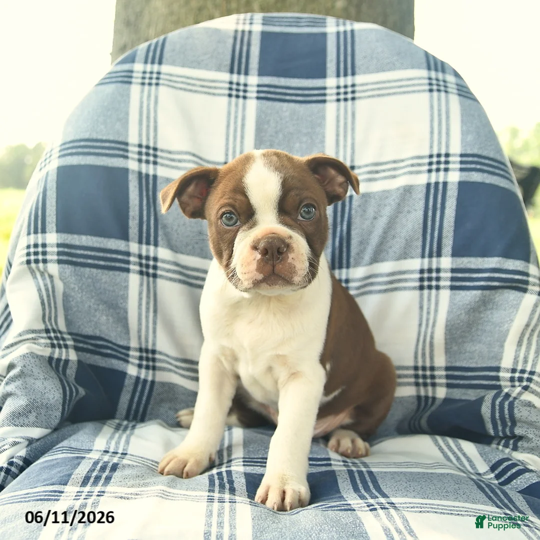 Boston Terrier dogs for sale: Felix  - Ad 1