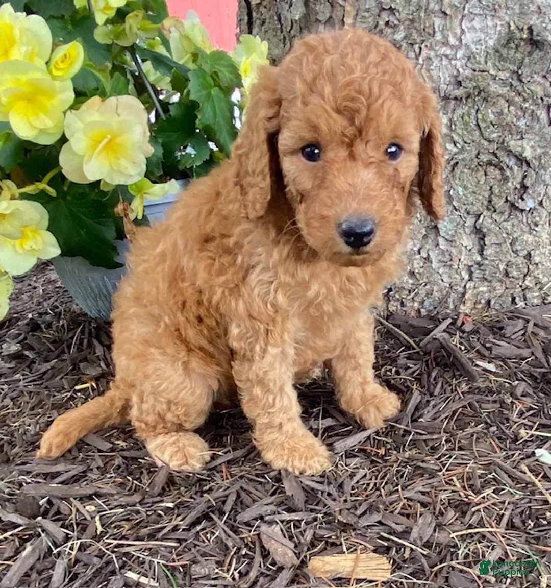 Mini Goldendoodle dogs for sale: Dixie- mini/petite - Ad 4