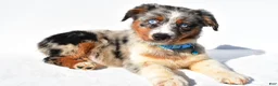 Australian Shepherd dogs for sale: Emily - Ad 5