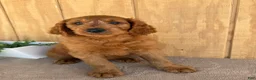 Goldendoodle dogs for sale: Gavin - Ad 27