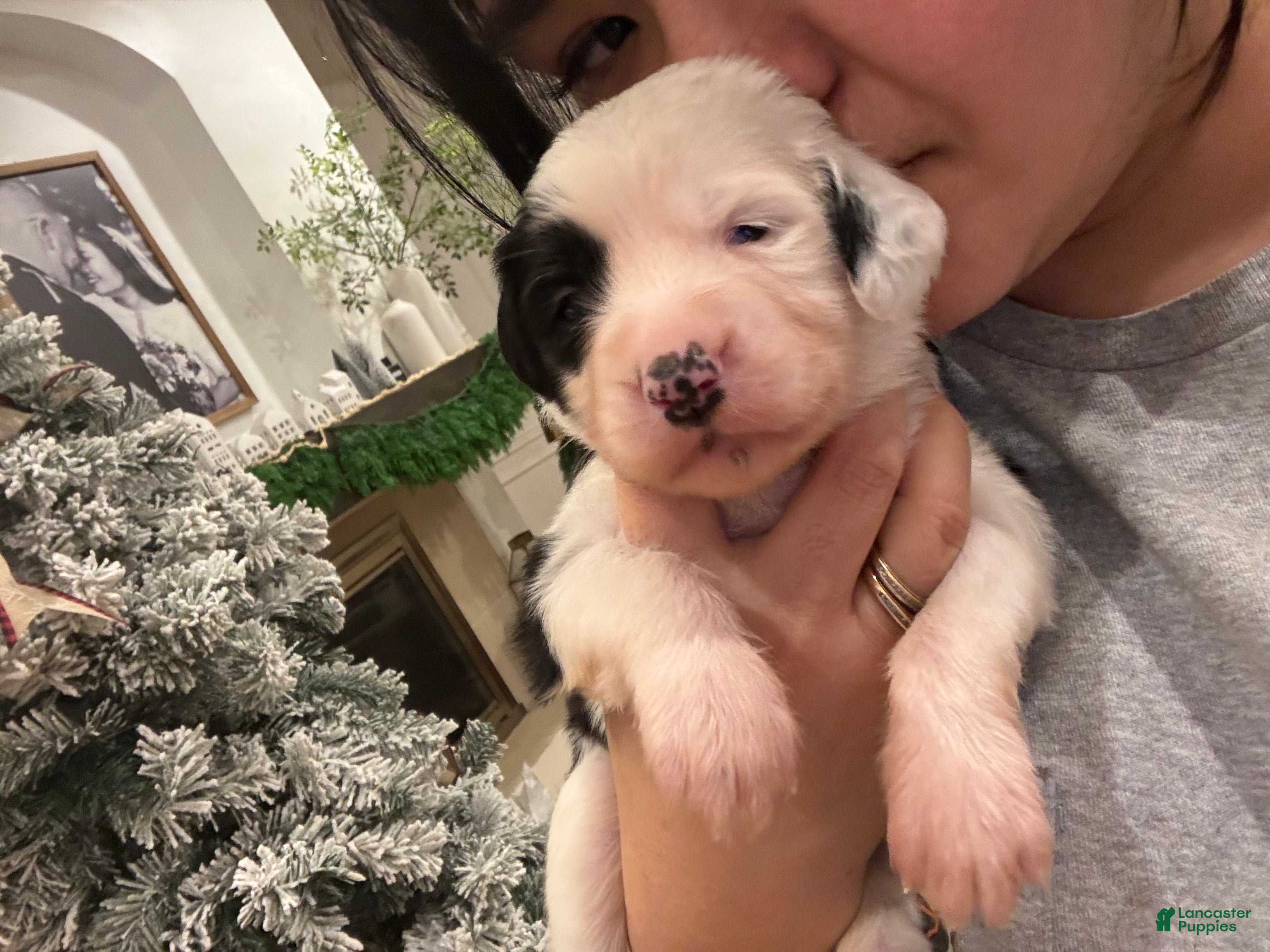 Bernedoodle dogs Charlie - Ad 37