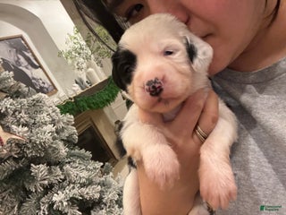 Bernedoodle dogs Charlie - Ad 37