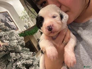 Bernedoodle dogs Charlie - Ad 36