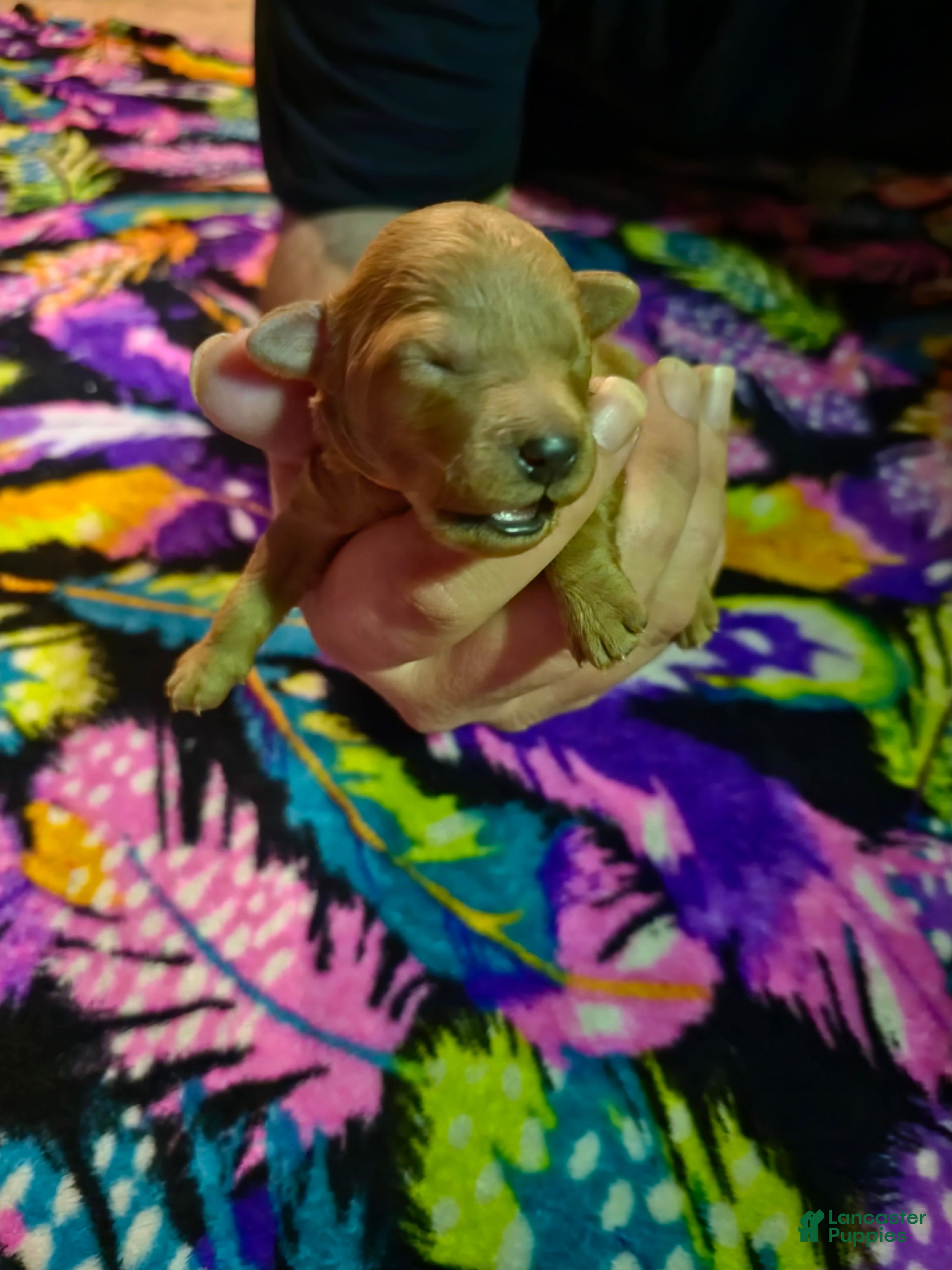 Mini Goldendoodle dogs lily - Ad 1